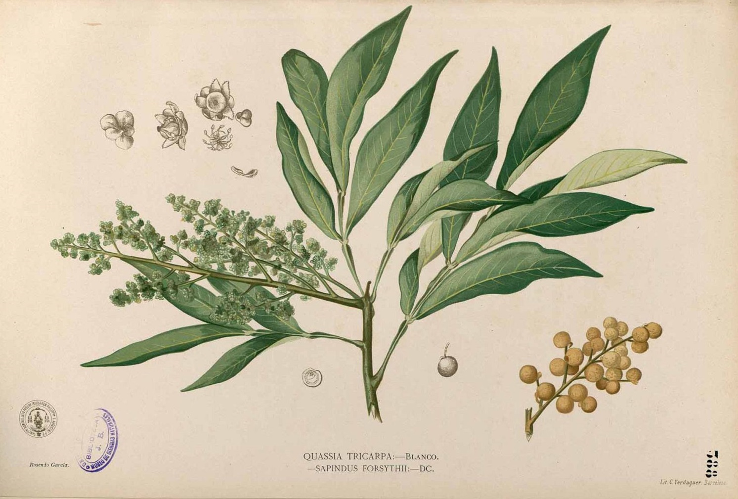 Illustration Sapindus mukorossi, Par Blanco, M., Flora de Filipinas, ed. 3 (1877-1883) Fl. Filip., ed. 3, via plantillustrations 