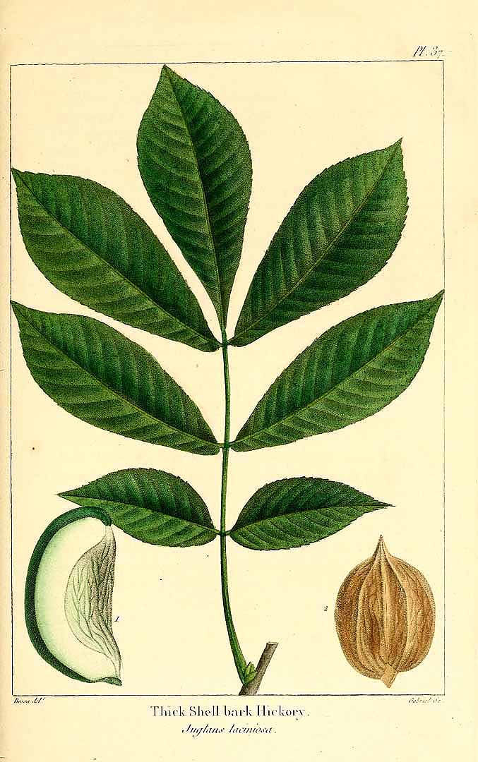 Illustration Carya laciniosa, Par The North American sylva (vol. 1: t. 37, 1865) [P. Bessa], via plantillustrations 