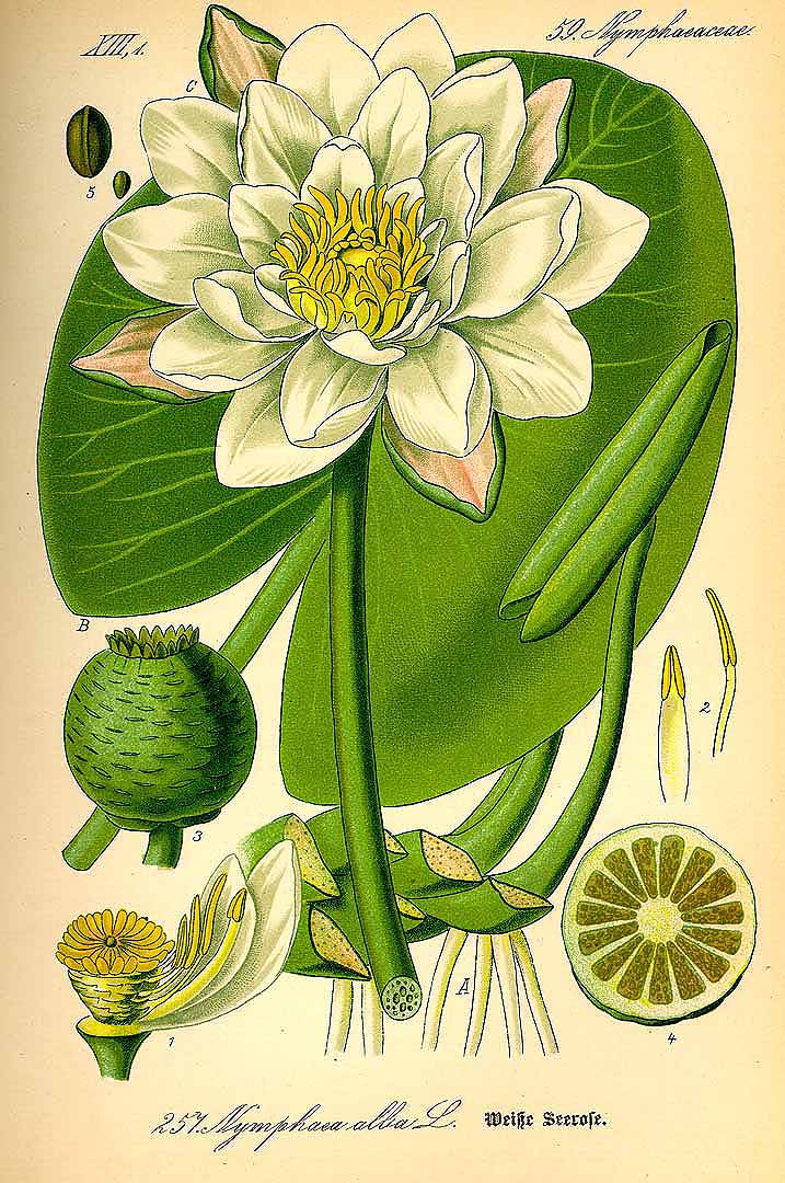 Illustration Nymphaea alba, Par Thomé, O.W., Flora von Deutschland Österreich und der Schweiz (1886-1889) Fl. Deutschl. vol. 2 (1885) t. 257, via plantillustrations 