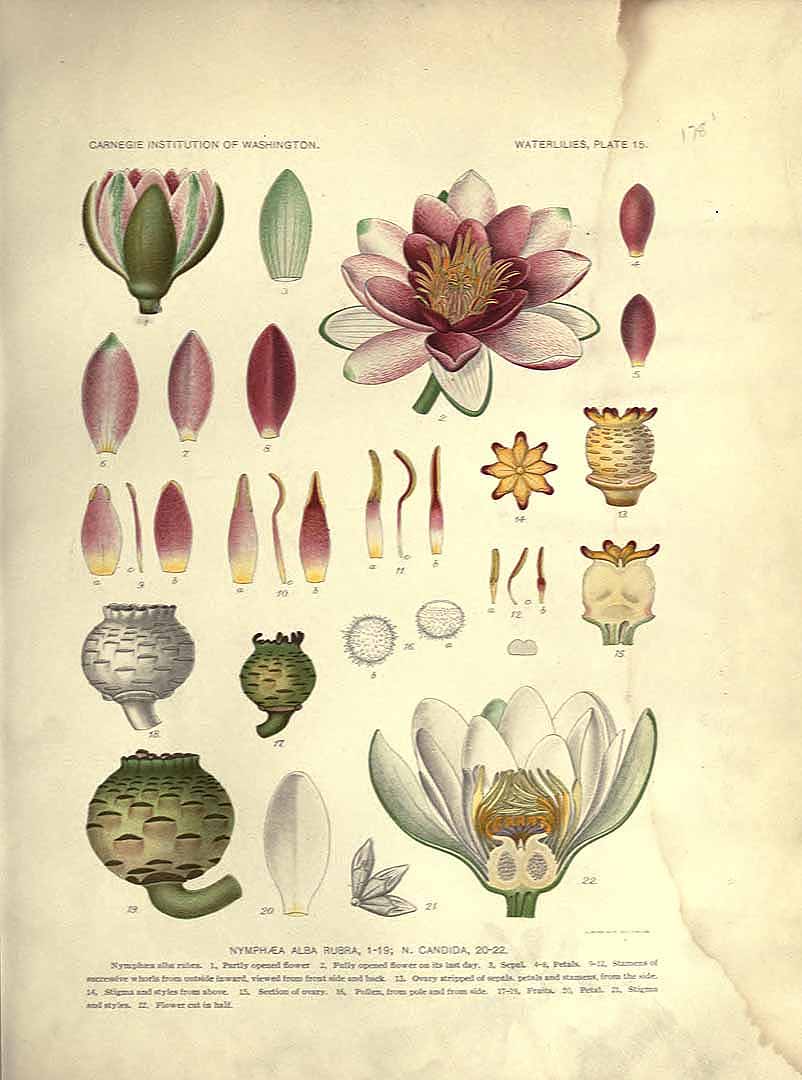 Illustration Nymphaea alba, Par Conard, H.S., waterlilies: a monograph of the genus Nymphaea (1905) Waterlilies (1905) t. 15	f. 1-19 , via plantillustrations 