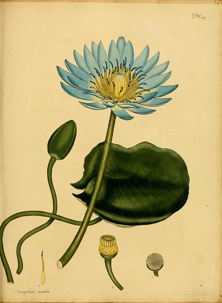 Illustration Nymphaea caerulea, Par The botanist's repository, for new, and rare plants, via wikimedia 