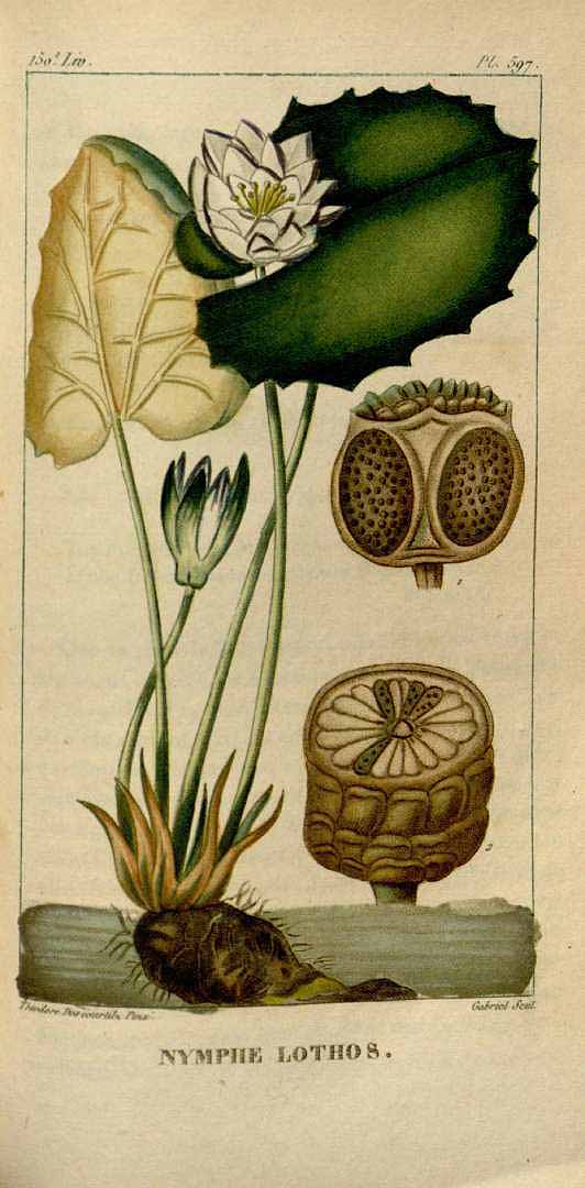 Illustration Nymphaea lotus, Par Descourtilz, M.E., Flore [pittoresque et] médicale des Antilles (1821-1829) Fl. Méd. Antilles vol. 8 (1829) [tt. 533-600] t. 597, via plantillustrations 