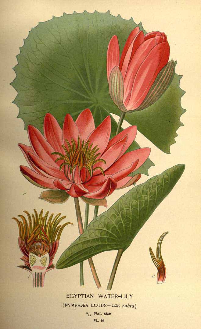 Illustration Nymphaea lotus, Par Step, E., Bois, D., Favourite flowers of garden and greenhouse (1896-1897) Favourite Fl. vol. 1 (1896) t. 16, via plantillustrations 