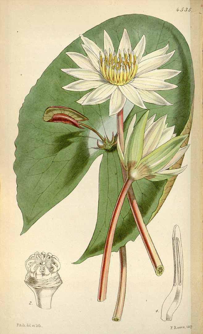 Illustration Nymphaea micrantha, Par Curtis, W., Botanical Magazine (1800-1948) Bot. Mag. vol. 76 (1850) [tt. 4486-4553] t. 4535, via plantillustrations 