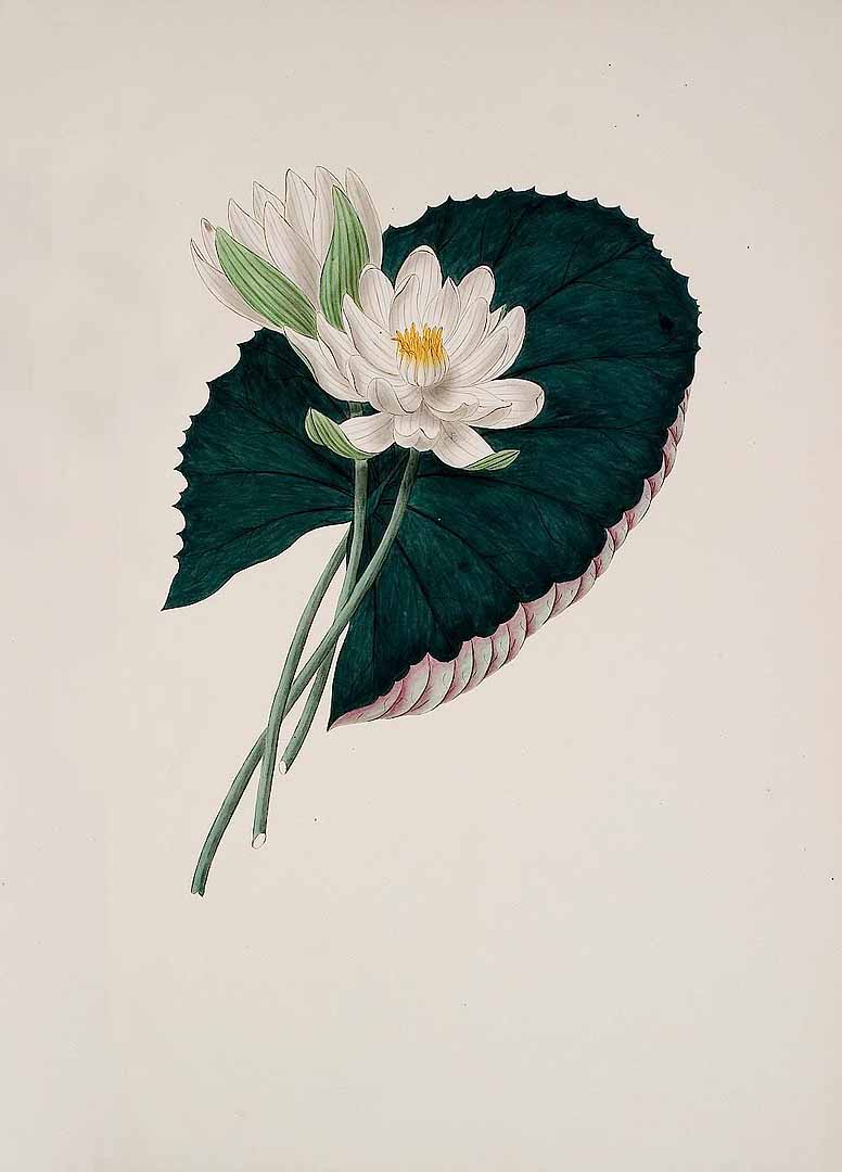 Illustration Nymphaea pubescens, Par Kerner, J.S., Hortus sempervirens (1795-1830) Hort. Semperv. vol. 45 (1818) [tt. 529-540] t. 540, via plantillustrations 