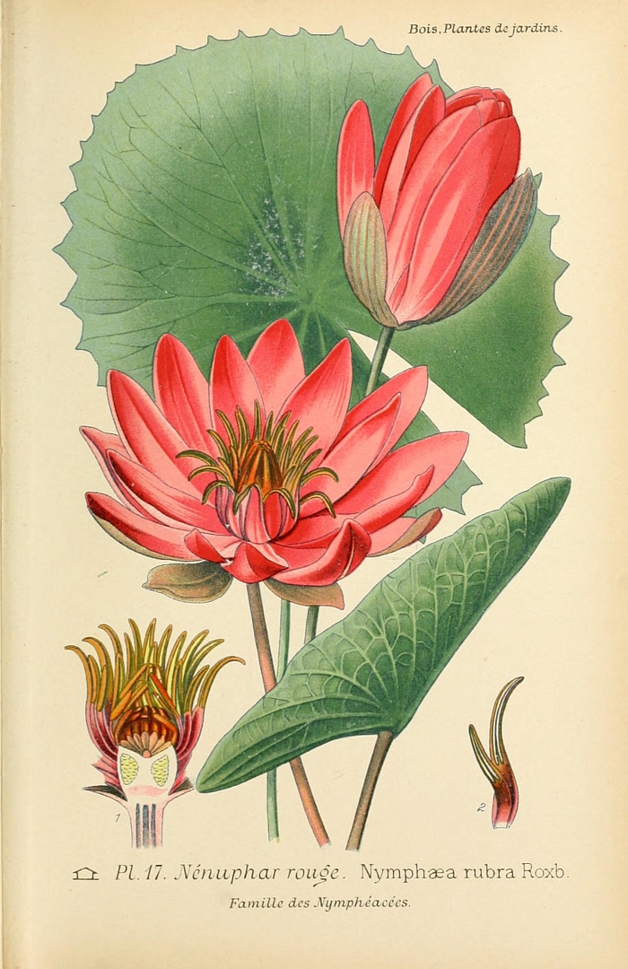 Illustration Nymphaea rubra, Par Bois, D., Atlas des plantes de jardins et d?appartements (1891-1896) Atl. Pl. Jard. vol. 1 (1891-1893) [tt. 1-160] t. 17, via plantillustrations 