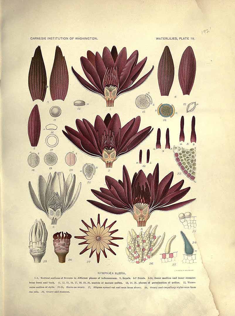 Illustration Nymphaea rubra, Par Conard, H.S., waterlilies: a monograph of the genus Nymphaea (1905) Waterlilies (1905) t. 18, via plantillustrations 