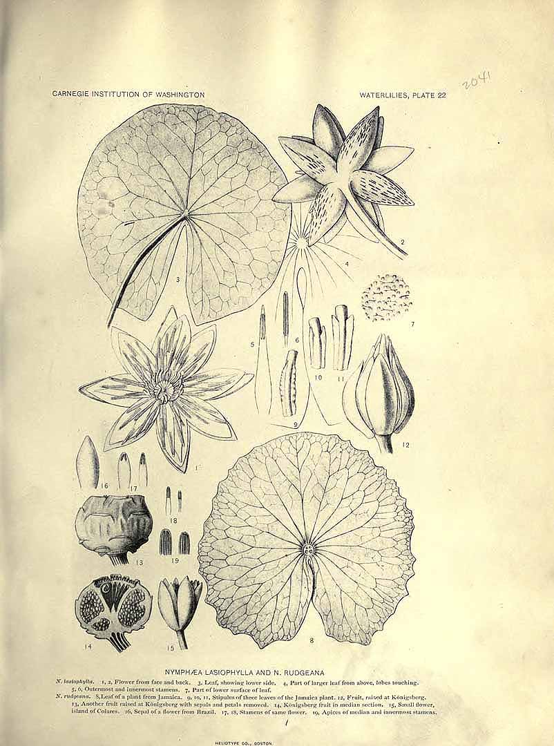 Illustration Nymphaea rudgeana, Par Conard, H.S., waterlilies: a monograph of the genus Nymphaea (1905) Waterlilies (1905) t. 22	f. 9-19 , via plantillustrations 