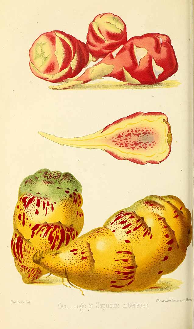 Illustration Oxalis tuberosa, Par Revue horticole, sér. 4 (1852-1974) Rev. Hort. (Paris), ser. 4 vol. 25 (1853) [1853 - vol. 2] t. 18	p. 341 f. 1, via plantillustrations 