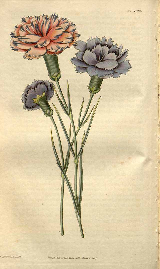 Illustration Dianthus caryophyllus, Par Curtiss Botanical Magazine (vol. 54 [ser. 2, vol. 1]: t. 2744, 1827) [Mrs. Bewick], via plantillustrations 