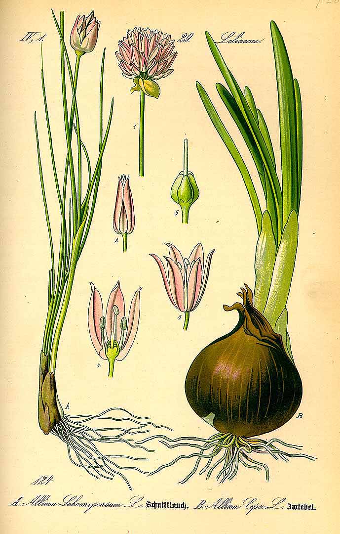 Illustration Allium cepa var. cepa, Par Thomé, O.W., Flora von Deutschland ?sterreich und der Schweiz (1886-1889) Fl. Deutschl., via plantillustrations 
