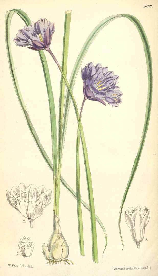 Illustration Dichelostemma capitatum, Par Curtis´s Botanical Magazine (vol. 97 [ser. 3, vol. 27]: t. 5912, 1871), via plantillustrations 