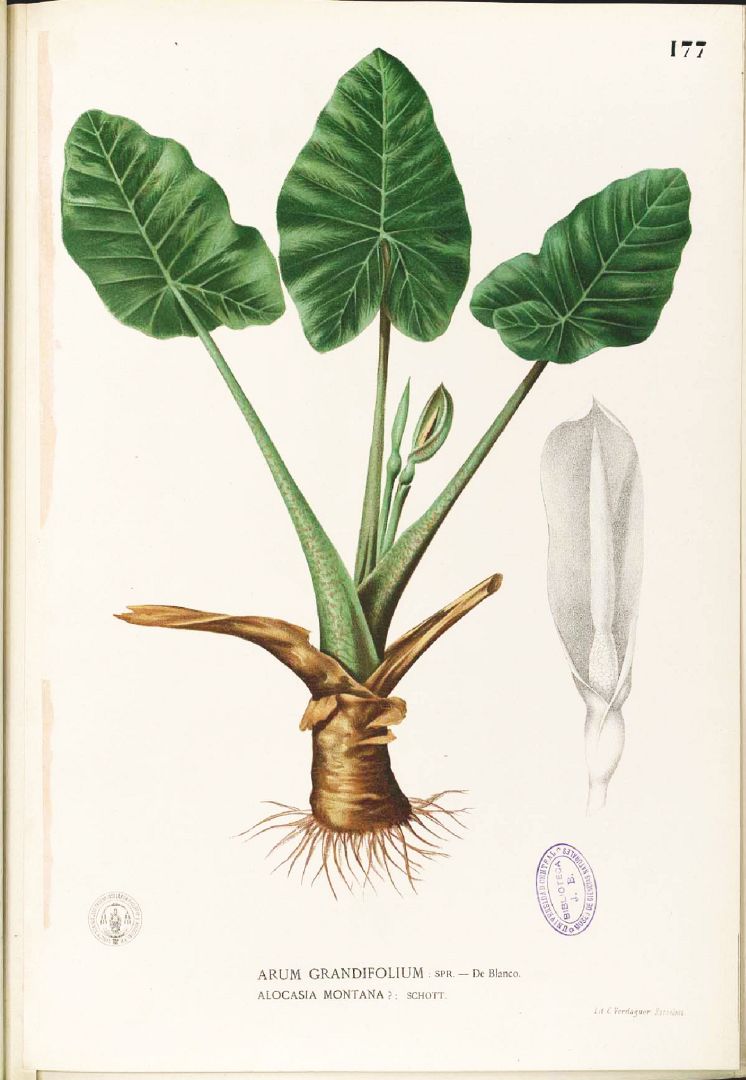 Illustration Alocasia macrorrhizos, Par Blanco, M., Flora de Filipinas, ed. 3 (1877-1883) Fl. Filip., ed. 3, via plantillustrations 