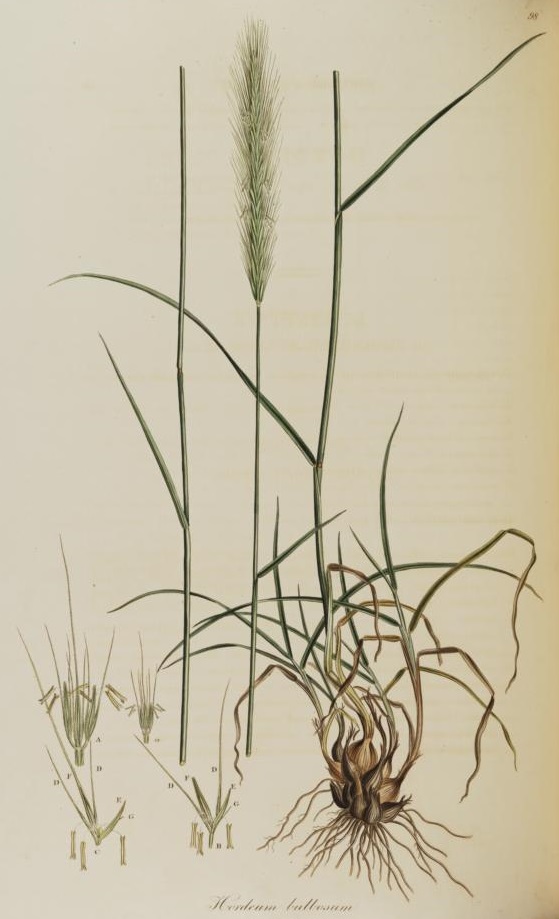 Illustration Hordeum bulbosum, Par Sibthrop J., Smith J.E. (Flora Graeca, vol. 1: p. 79, t. 98, 1806), via plantillustrations 