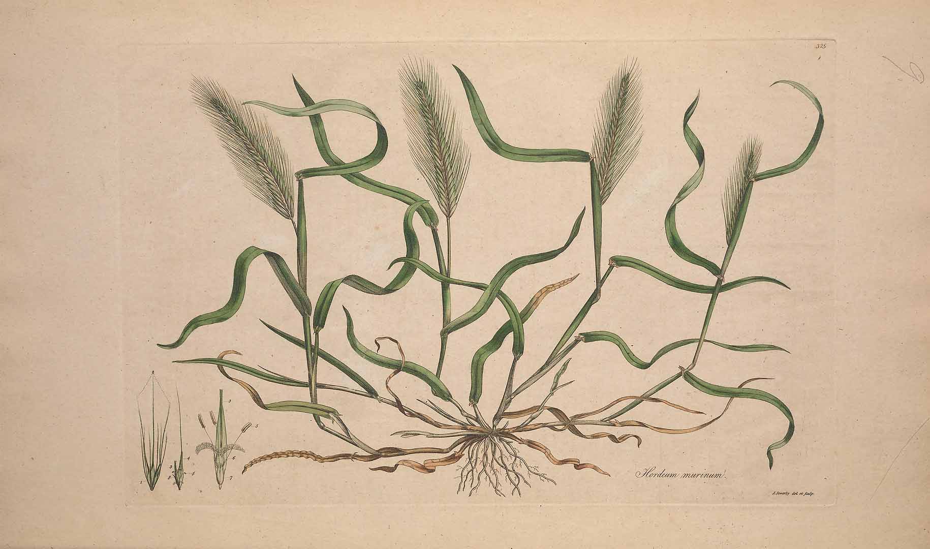 Illustration Hordeum murinum, Par Curtis W. (Flora Londinensis, vol. 5: t. 9, 1784-1788), via plantillustrations 