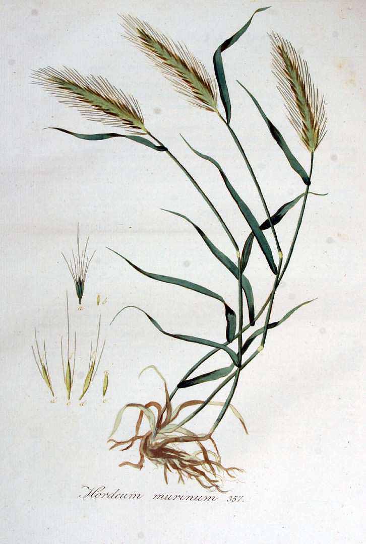 Illustration Hordeum murinum, Par Kops et al. J. (Flora Batava, vol. 5: t. 357, 1828), via plantillustrations 