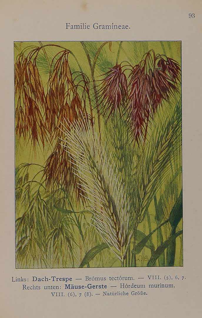 Illustration Hordeum murinum, Par Klein L. (Unsere Unkräuter, Zweite Auflage, t. 93, 1926) [L. Bartning], via plantillustrations 