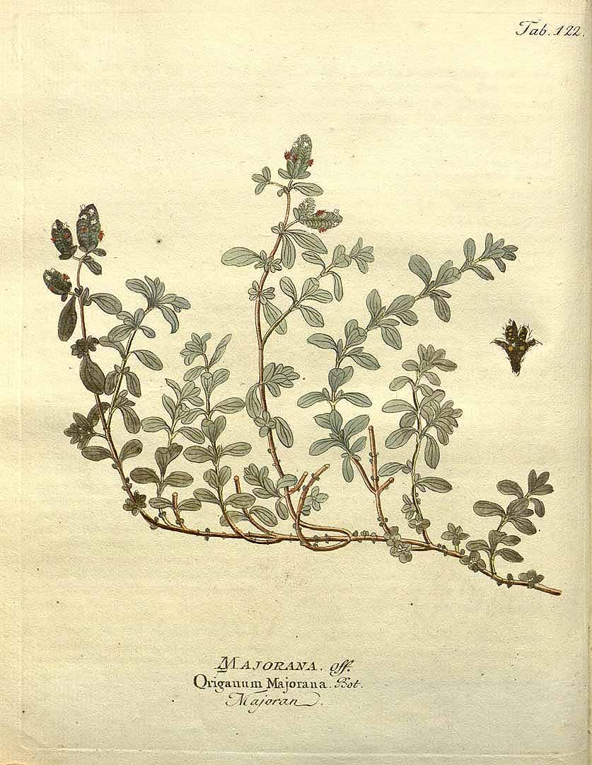 Illustration Origanum majorana, Par Vietz, F.B., Icones plantarum medico-oeconomico-technologicarum (1800-1822) Icones Pl. Med.-Oecon. vol. 2 (1804) t. 122, via plantillustrations 