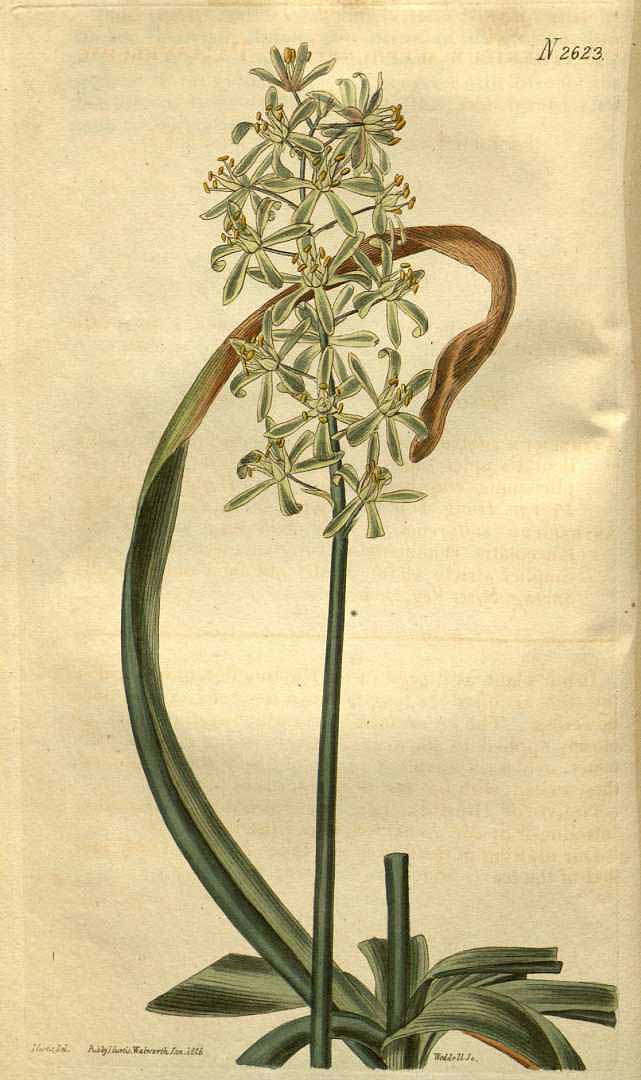 Illustration Ornithogalum pyrenaicum, Par Curtis, W., Botanical Magazine (1800-1948) Bot. Mag. vol. 53 (1826), via plantillustrations 