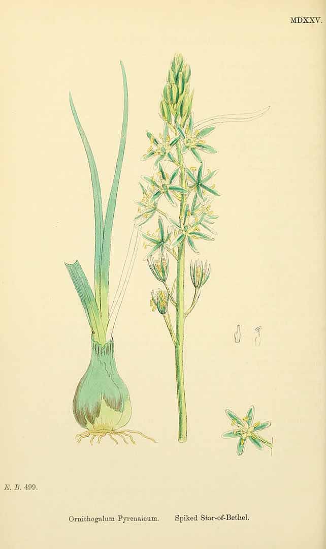 Illustration Ornithogalum pyrenaicum, Par Smith, J.E., English botany, or coloured figures of British plants, ed. 3 [B] [J.E. Sowerby et al] (1863-1899) Engl. Bot., ed. 3 vol. 9 (1869), via plantillustrations 
