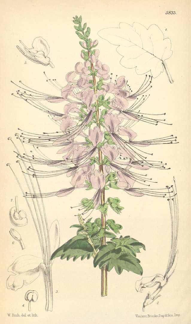 Illustration Orthosiphon aristatus, Par Curtis, W., Botanical Magazine (1800-1948) Bot. Mag. vol. 96 (1870) [tt. 5813-5877] t. 5833, via plantillustrations 