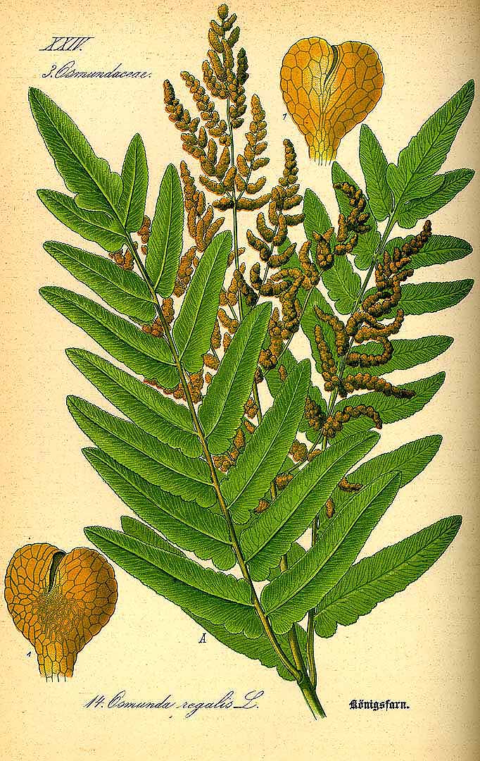 Illustration Osmunda regalis, Par Thomé, O.W., Flora von Deutschland Österreich und der Schweiz (1886-1889) Fl. Deutschl. vol. 1 (1885) t. 14, via plantillustrations 