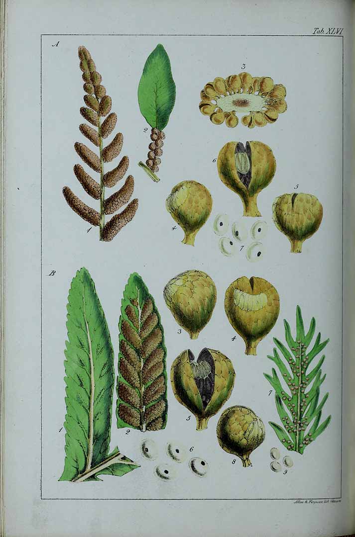 Illustration Osmunda regalis, Par Hooker, W.J., Genera filicum (1838-1842) Gen. Fil. (1838) t. 46A , via plantillustrations 