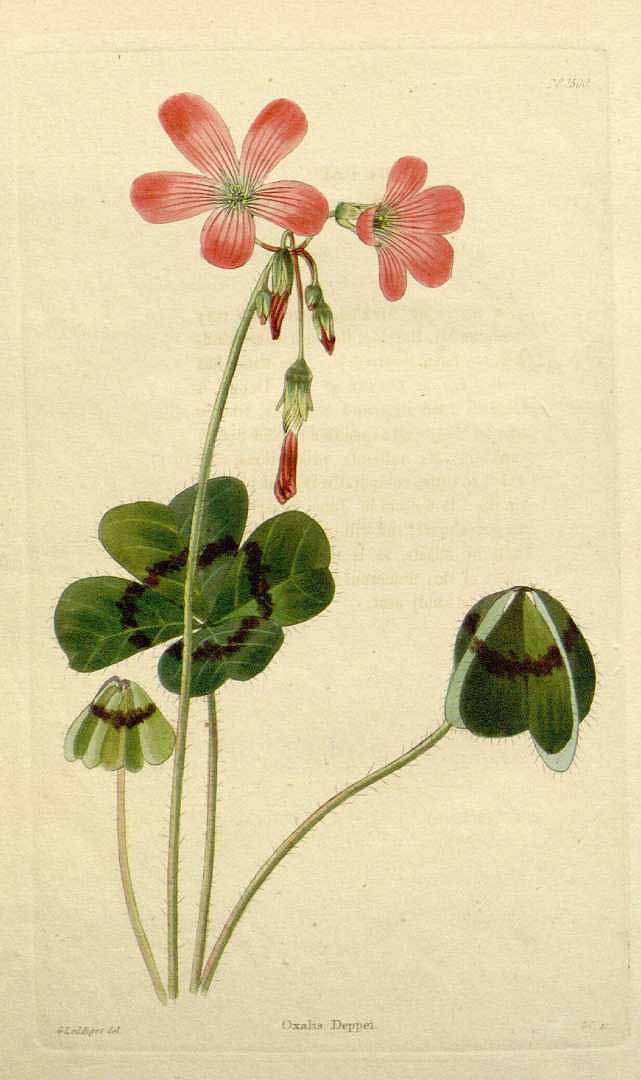 Illustration Oxalis tetraphylla, Par Loddiges, C.L., botanical cabinet [C. Loddiges] (1817-1833) Bot. Cab. vol. 15 (1828), via plantillustrations 