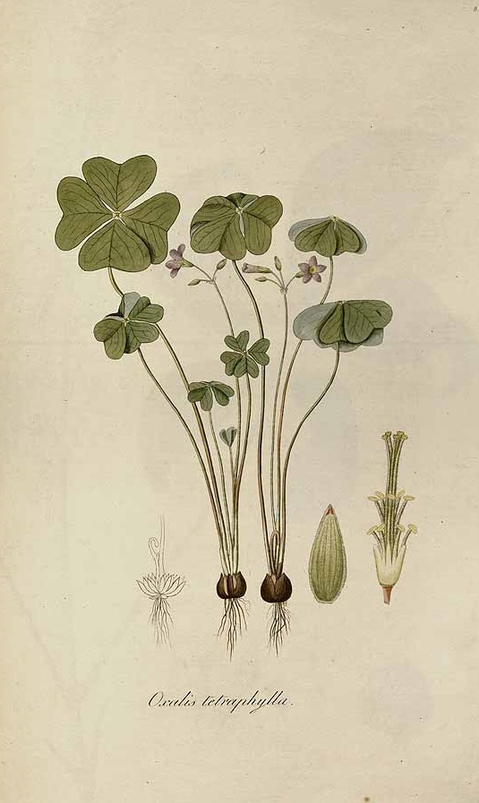 Illustration Oxalis tetraphylla, Par Jacquin, J.F. von, Eclogae plantarum rariorum (1811-1844) Ecl. Pl. Rar. vol. 1 (1811-1813), via plantillustrations 