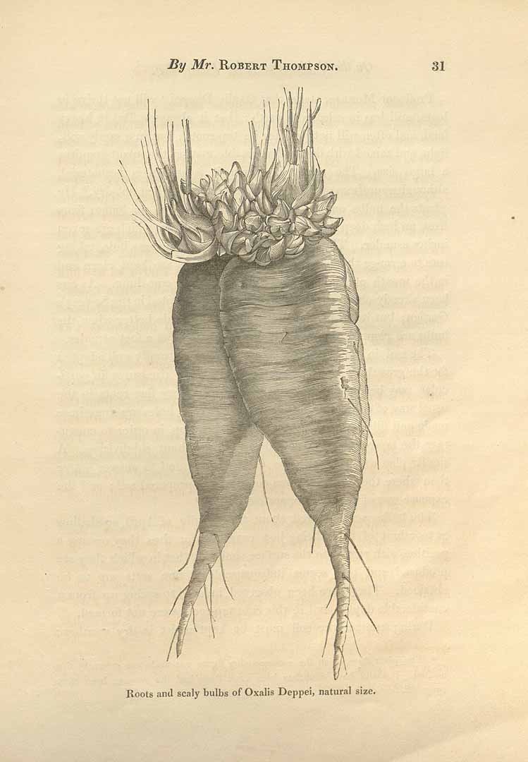 Illustration Oxalis tetraphylla, Par Transactions of the royal horticultural society of London, 2nd Series (1831-1848) Trans. Hort. Soc. London, ser. 2 vol. 3 (1848), via plantillustrations 