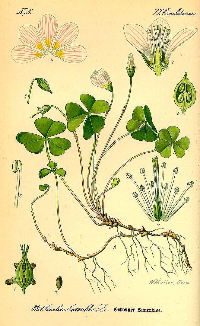 Illustration Oxalis acetosella, Par Thomé, O.W., Flora von Deutschland Österreich und der Schweiz (1886-1889) Fl. Deutschl. vol. 3 (1885) t. 321, via plantillustrations 