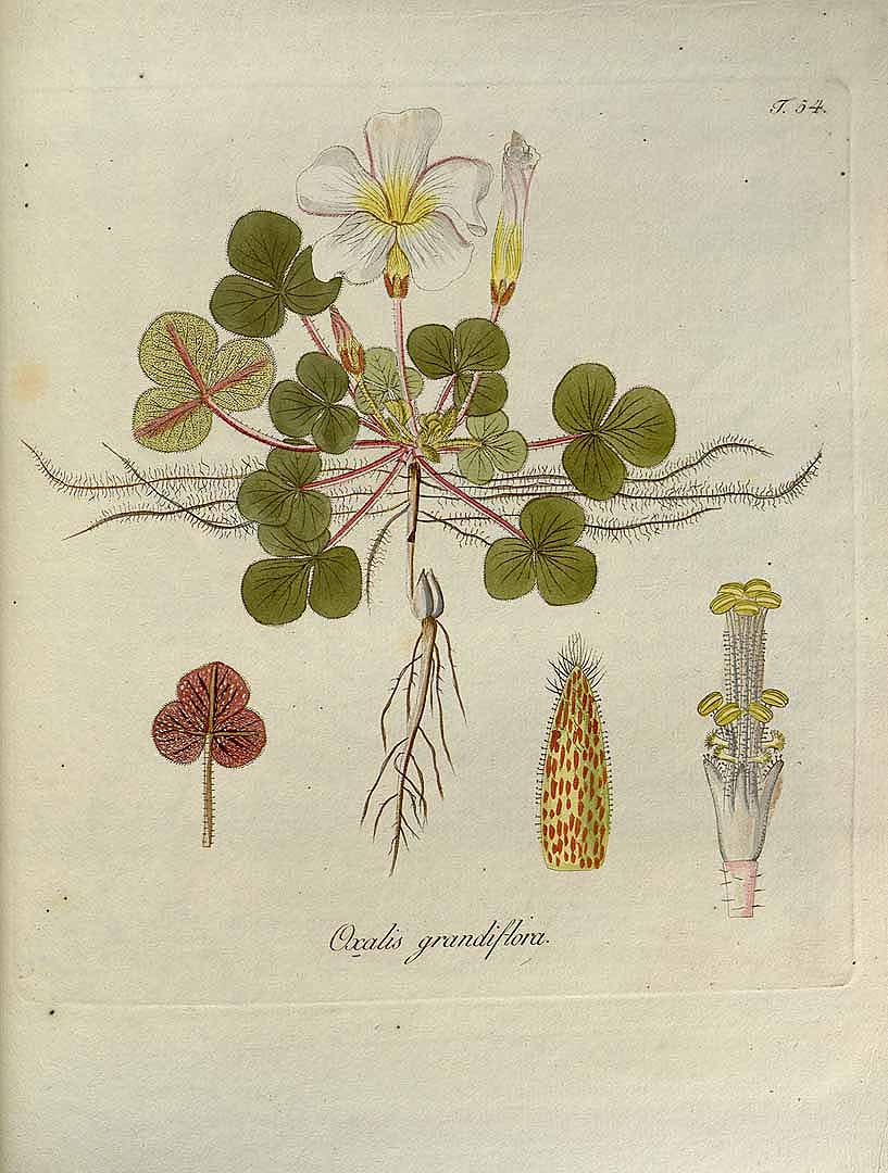 Illustration Oxalis pes-caprae, Par Jacquin, N.J. von, Oxalis, Monographia iconibus illustrata (1794) Oxalis (1794) t. 54, via plantillustrations 