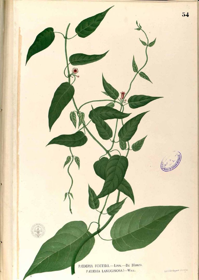 Illustration Paederia foetida, Par Blanco, M., Flora de Filipinas, ed. 3 (1877-1883) Fl. Filip., ed. 3 t. 54, via plantillustrations 