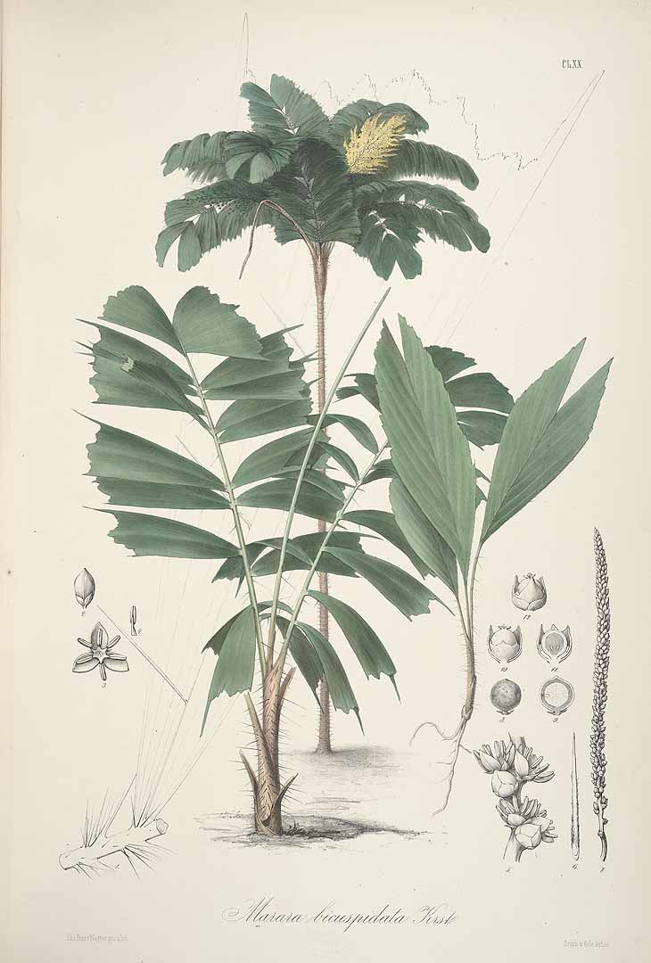 Illustration Aiphanes horrida, Par Karsten, G.K.W.H., Florae Columbiae (1858-1869) Fl. Colomb. vol. 2 (1862), via plantillustrations 