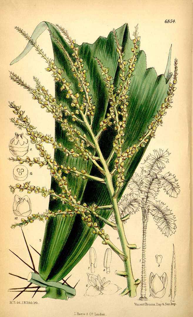 Illustration Aiphanes horrida, Par Curtis, W., Botanical Magazine (1800-1948) Bot. Mag. vol. 112 (1886), via plantillustrations 