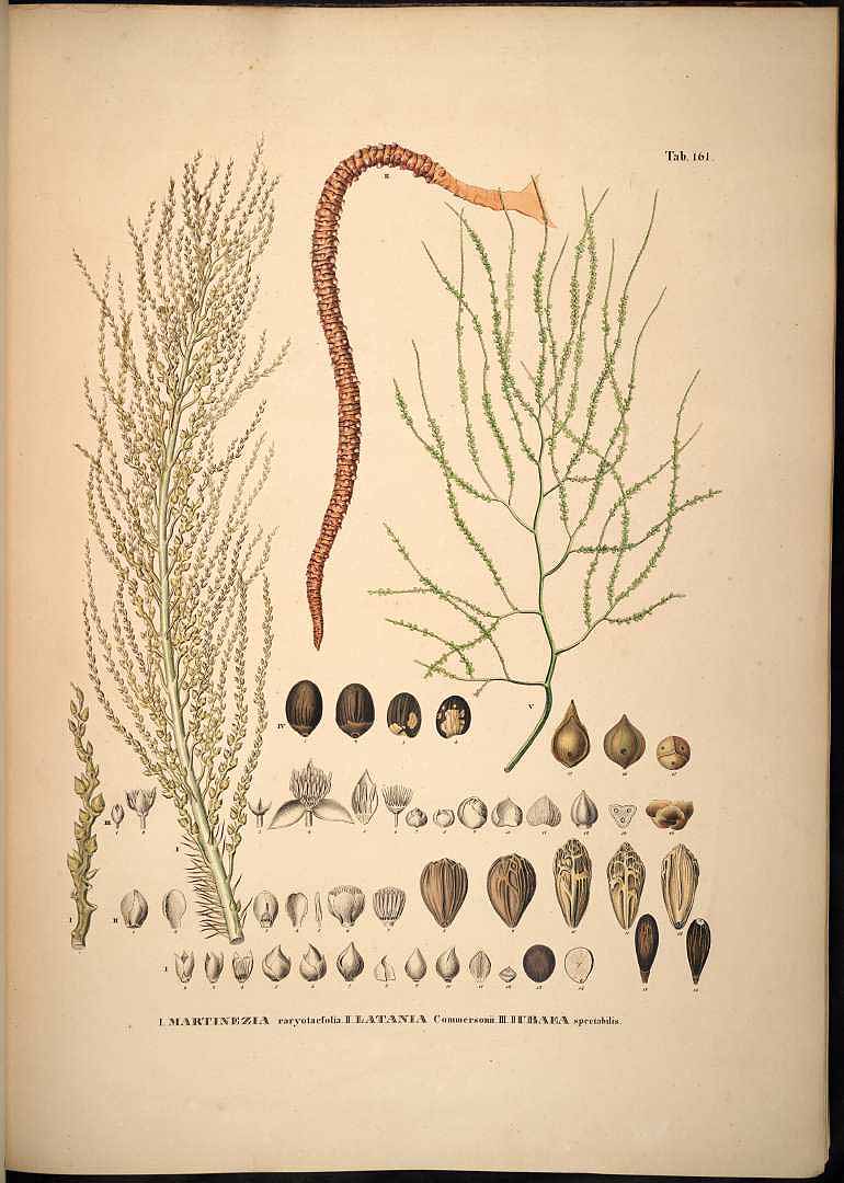 Illustration Aiphanes horrida, Par Martius, C.F.P. von, Historia Naturalis Palmarum (1823-1853) Hist. Nat. Palm. vol. 3 (1850), via plantillustrations 