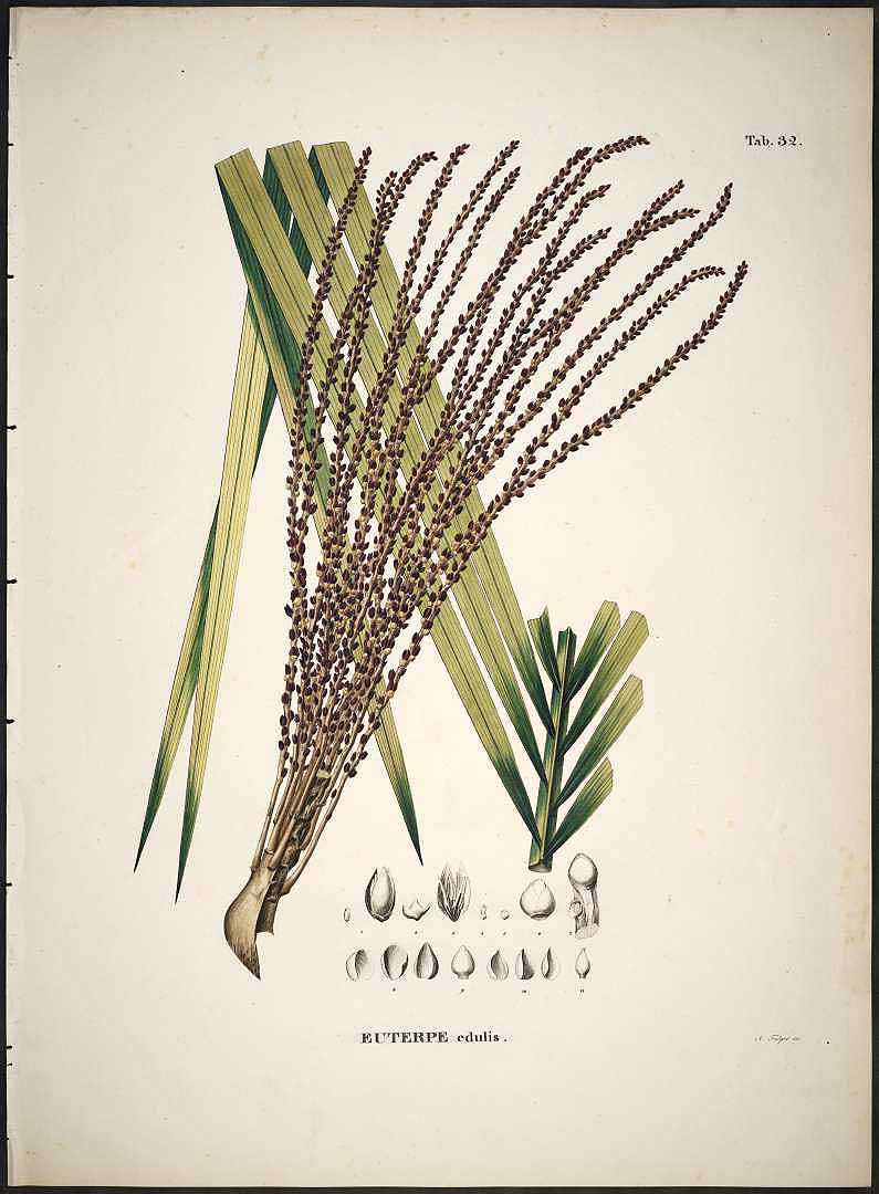 Illustration Elaeis oleifera, Par Martius C.F.P. von (Historia Naturalis Palmarum, vol. 2: t. 33, 1839), via plantillustrations 