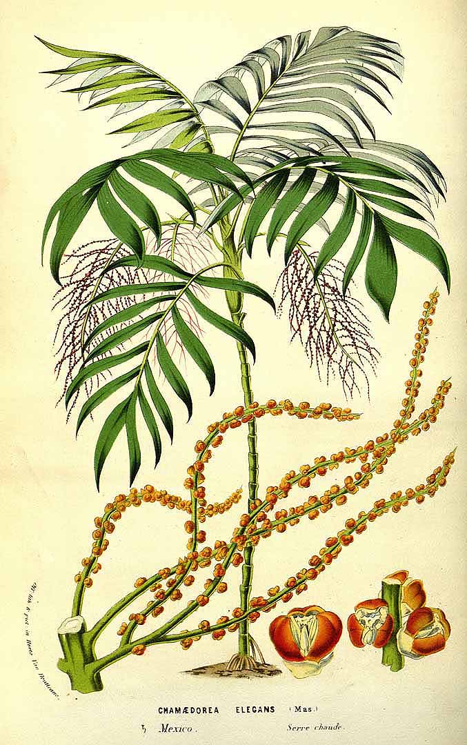 Illustration Chaerophyllum bulbosum, 