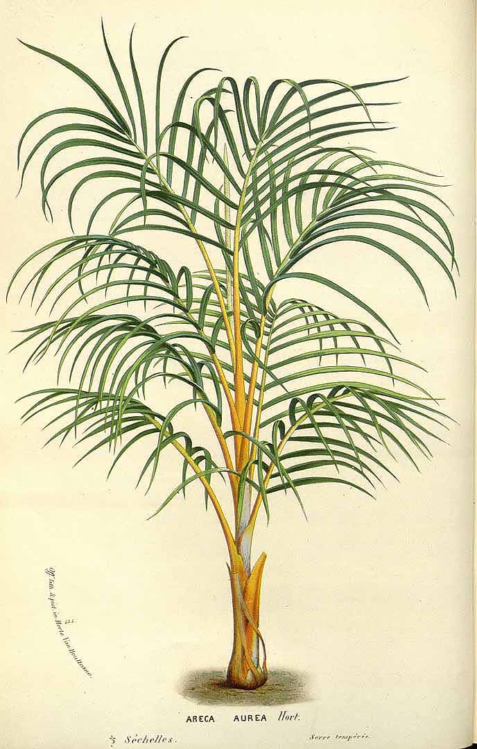 Illustration Dictyosperma album, Par Houtte L. van (Flore des serres et des jardin de l´Europe, vol. 17: t. 0, 1845), via plantillustrations 