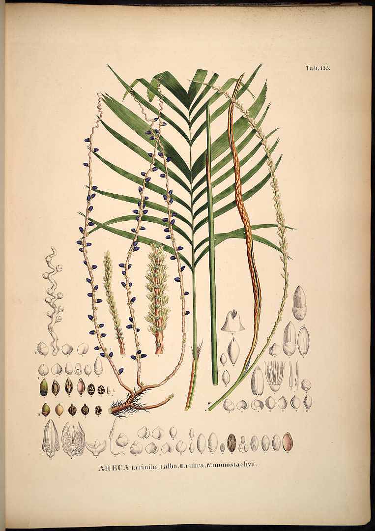 Illustration Dictyosperma album, Par Martius C.F.P. von (Historia Naturalis Palmarum, vol. 3: t. 155, 1850), via plantillustrations 