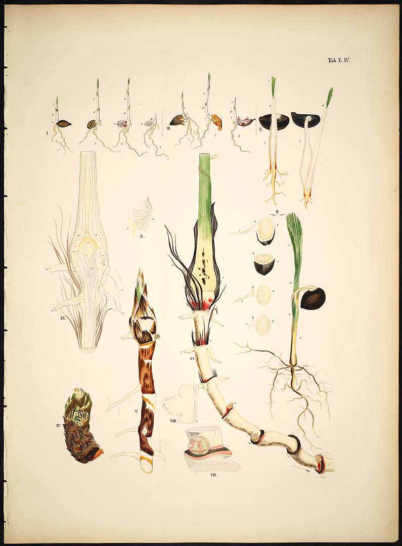Illustration Dictyosperma album, Par Martius C.F.P. von (Historia Naturalis Palmarum, vol. 1: t. Z.IV, 1826), via plantillustrations 