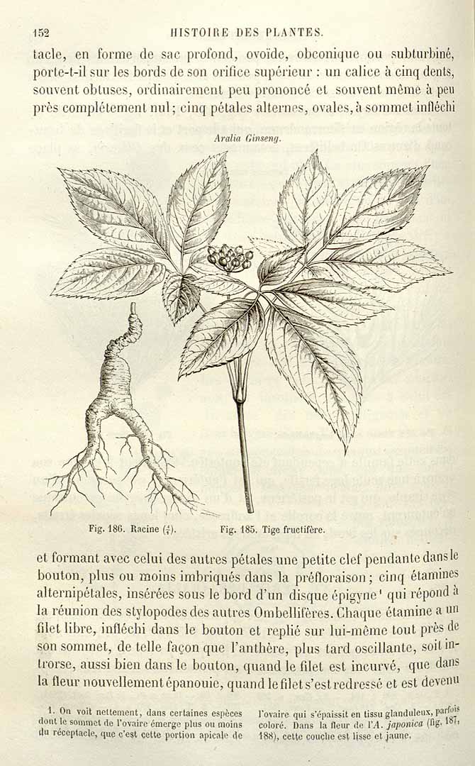 Illustration Panax ginseng, Par Baillon, H.E., Histoire des plantes (1866-1895) Hist. Pl. vol. 7 (1877) p. 152 f. 185,186 , via plantillustrations 
