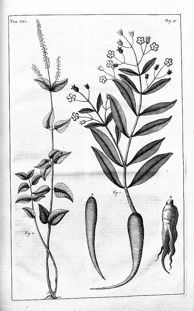 Illustration Panax ginseng, Par Rumphius (Rumpf), G.E., Herbarium amboinense (1741-1750) Herb. Amboin. vol. 7 (1755) [Auctuarium] t. 21	p. 42 f. 1 , via plantillustrations 