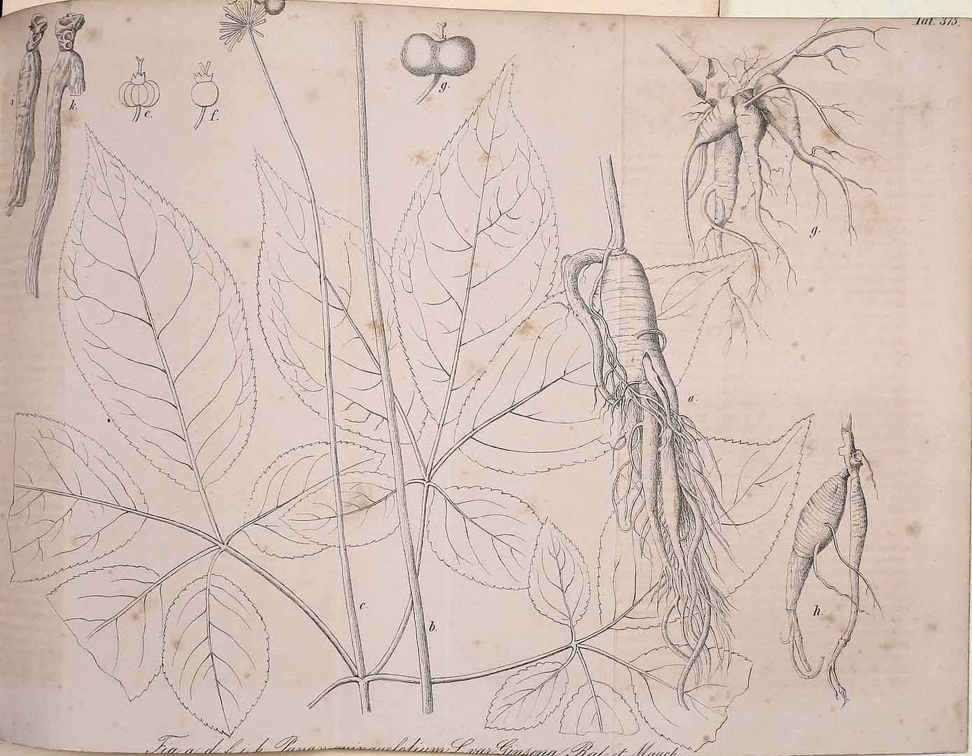 Illustration Panax ginseng, Par Regel, E.A. von, Gartenflora (1852-1938) Gartenflora vol. 11 (1862) t. 375, via plantillustrations 