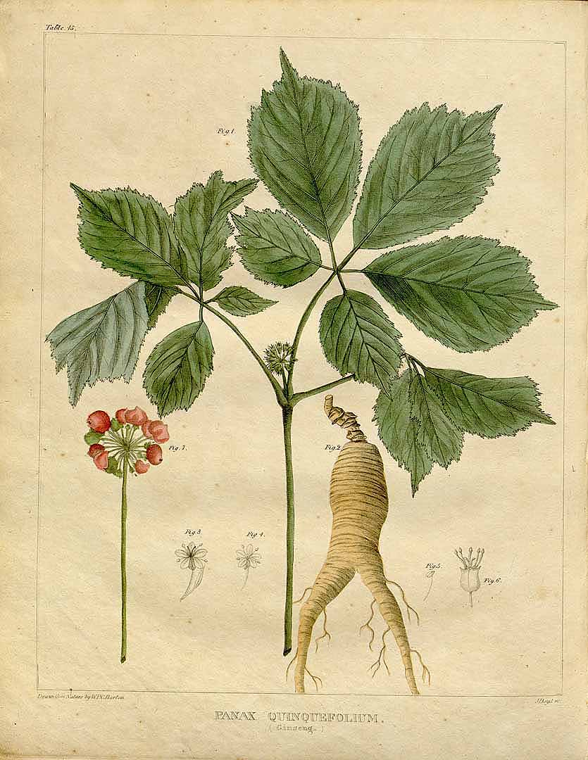 Illustration Panax quinquefolius, Par Barton, W.P.C., Vegetable materia medica of the United States (1817-1818) Veg. Mater. Med. U.S. vol. 2 (1818) t. 45, via plantillustrations 