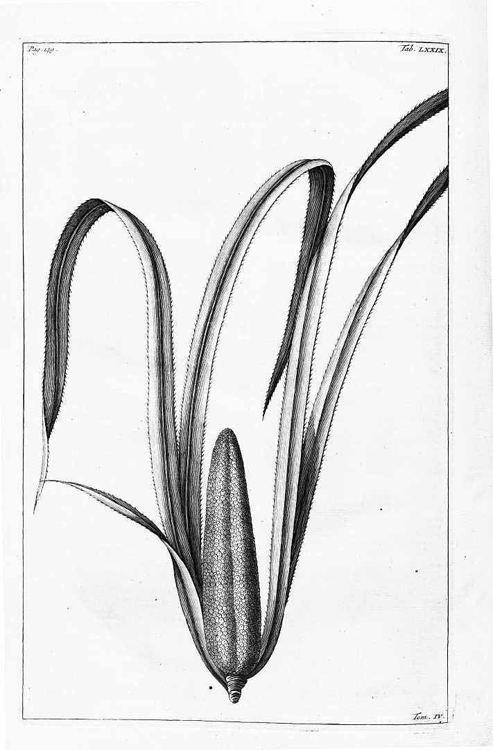 Illustration Pandanus conoideus, Par Rumphius (Rumpf), G.E., Herbarium amboinense (1741-1750) Herb. Amboin. vol. 4 (1743) t. 79	p. 149 , via plantillustrations 