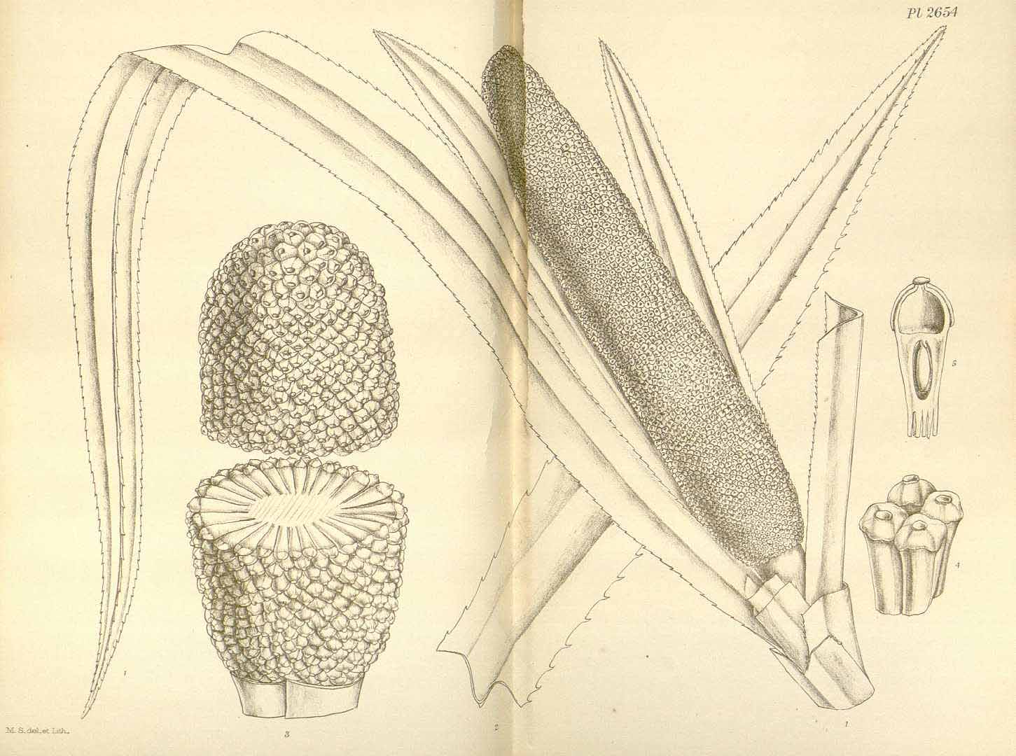 Illustration Pandanus conoideus, Par Hooker, W.J., Hooker, J.D., Icones Plantarum [Hooker?s Icones plantarum] (1837-1922) Icon. Pl. vol. 27 (1901) [tt. 2601-2700] t. 2654, via plantillustrations 
