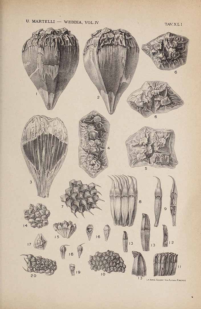 Illustration Pandanus conoideus, Par Webbia vol. 4 t. 41	f. 10-13b , via plantillustrations 