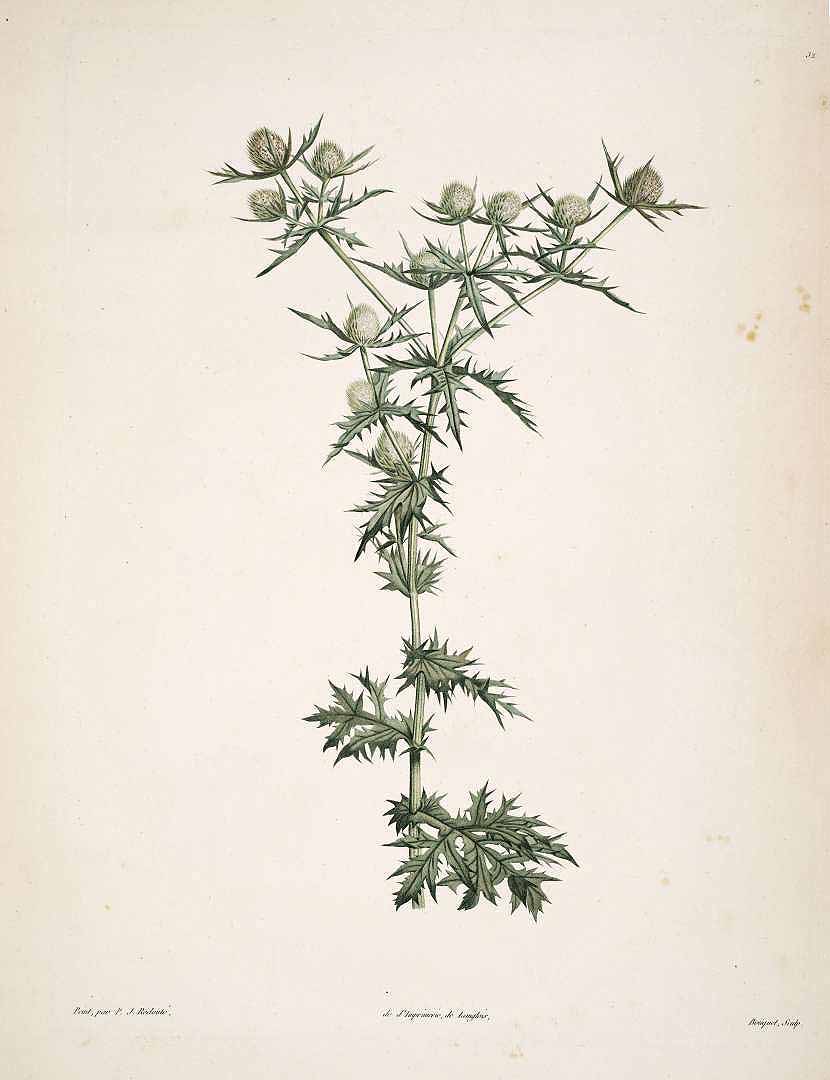 Illustration Eryngium campestre, Par Rousseau J.J. (La botanique de J.J. Rousseau, t. 32, 1805) [P.J. Redouté], via plantillustrations 