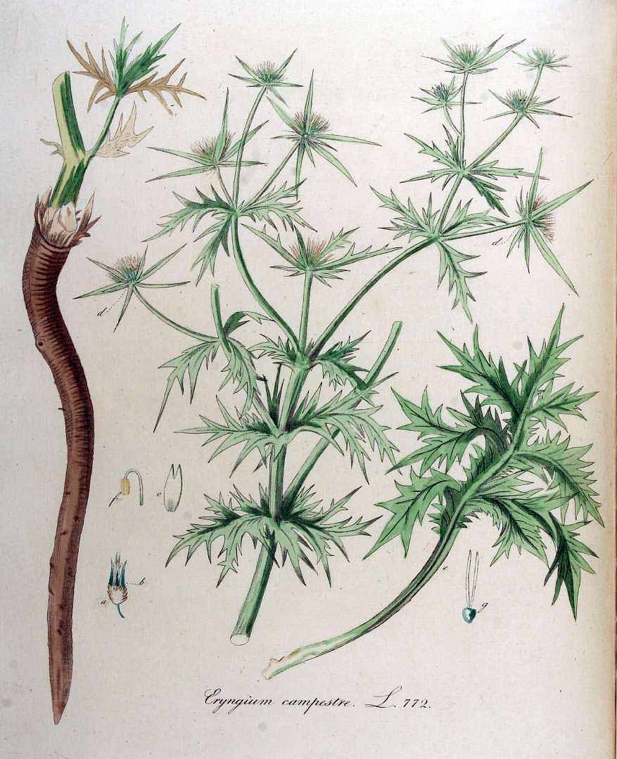 Illustration Eryngium campestre, Par Kops et al. J. (Flora Batava, vol. 10: t. 772, 1849), via plantillustrations 